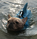 Honden Zwemvest - AquaPup