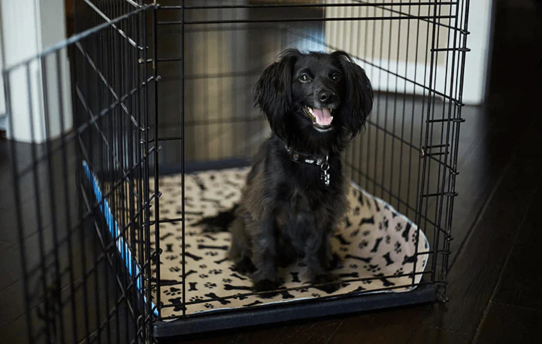 Herbruikbare Plasmat voor Honden - EcoPad