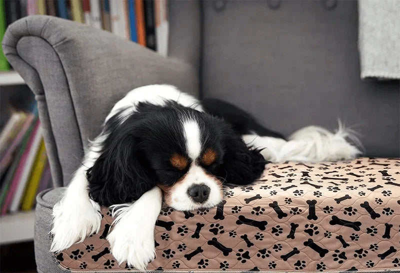Herbruikbare Plasmat voor Honden - EcoPad