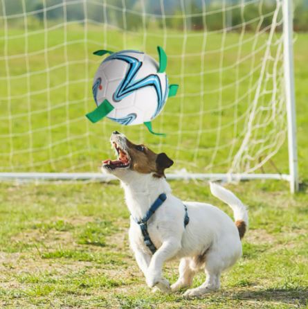 Dog Soccer Ball™️