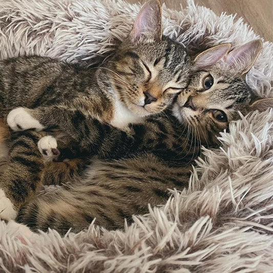 CalmingBed™ (70CM)