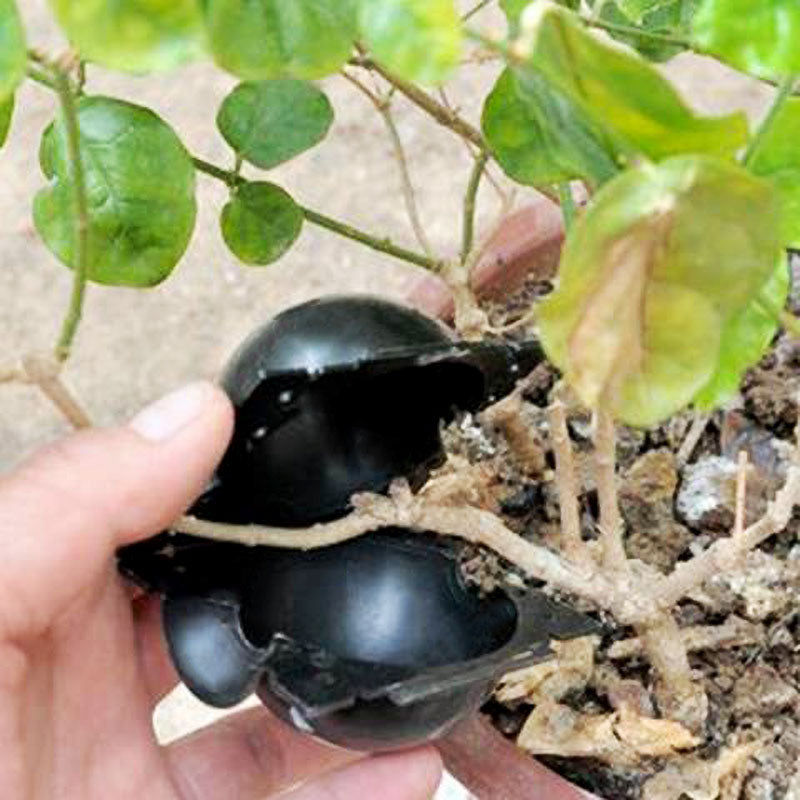 Plant Rooting Ball™