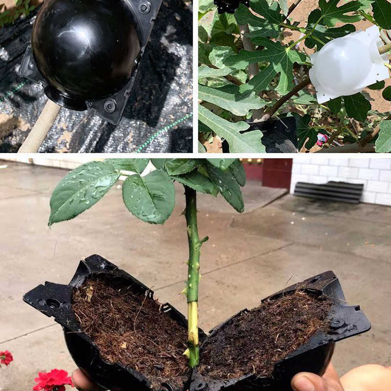 Plant Rooting Ball™