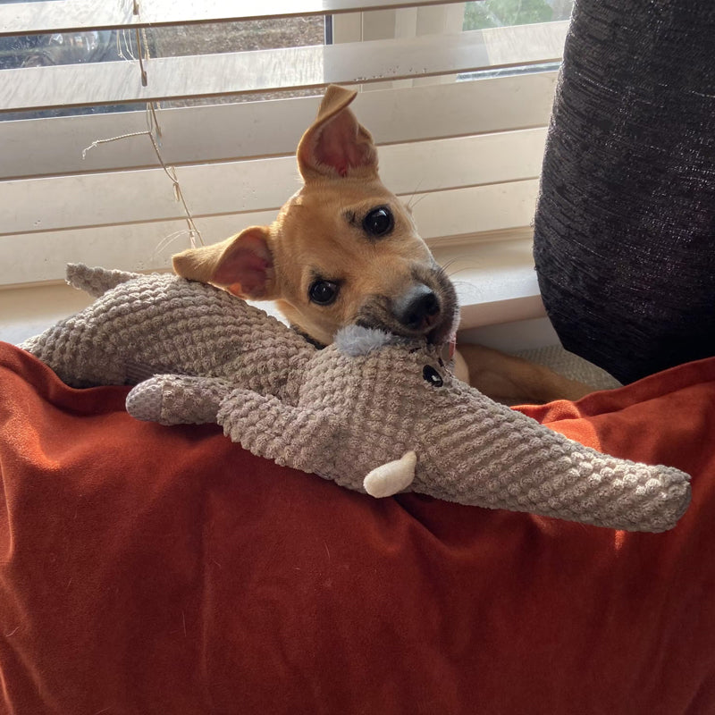 Extra Sterk Hondenspeelgoed - Maximus