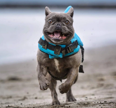 Honden Zwemvest - AquaPup