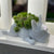 Honden Hars Vetplant Planter - Buddy