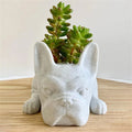 Honden Hars Vetplant Planter - Buddy