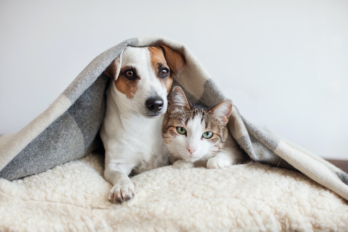 Heating Pet Bed™️