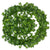 Evergreen™ | Ongeacht het seizoen zijn jouw bladeren levendig en groen!