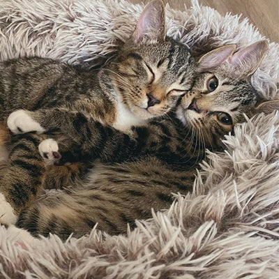 CalmingBed™ (70CM)