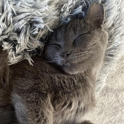 CalmingBed™ (70CM)