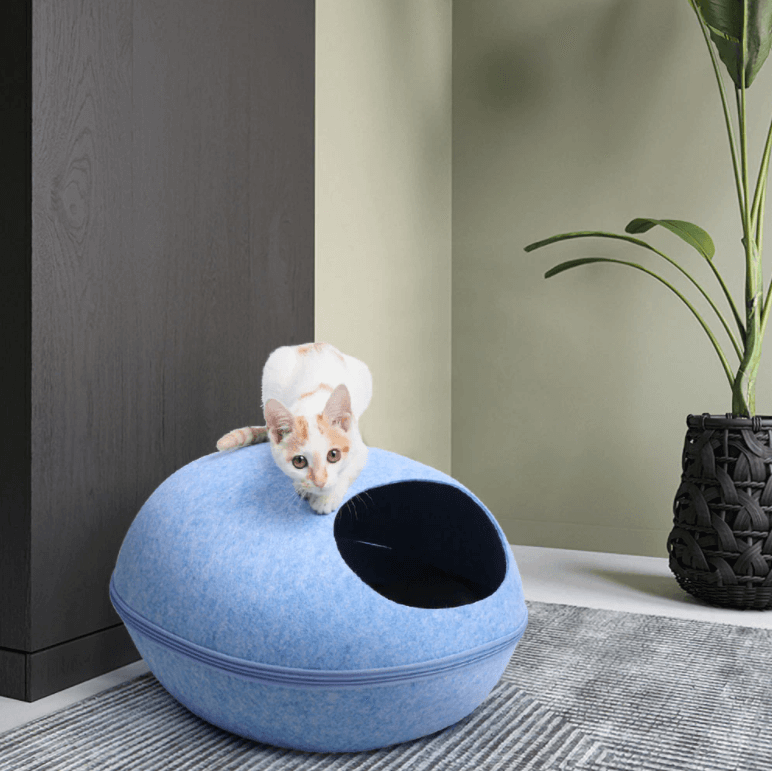 Kattengrot