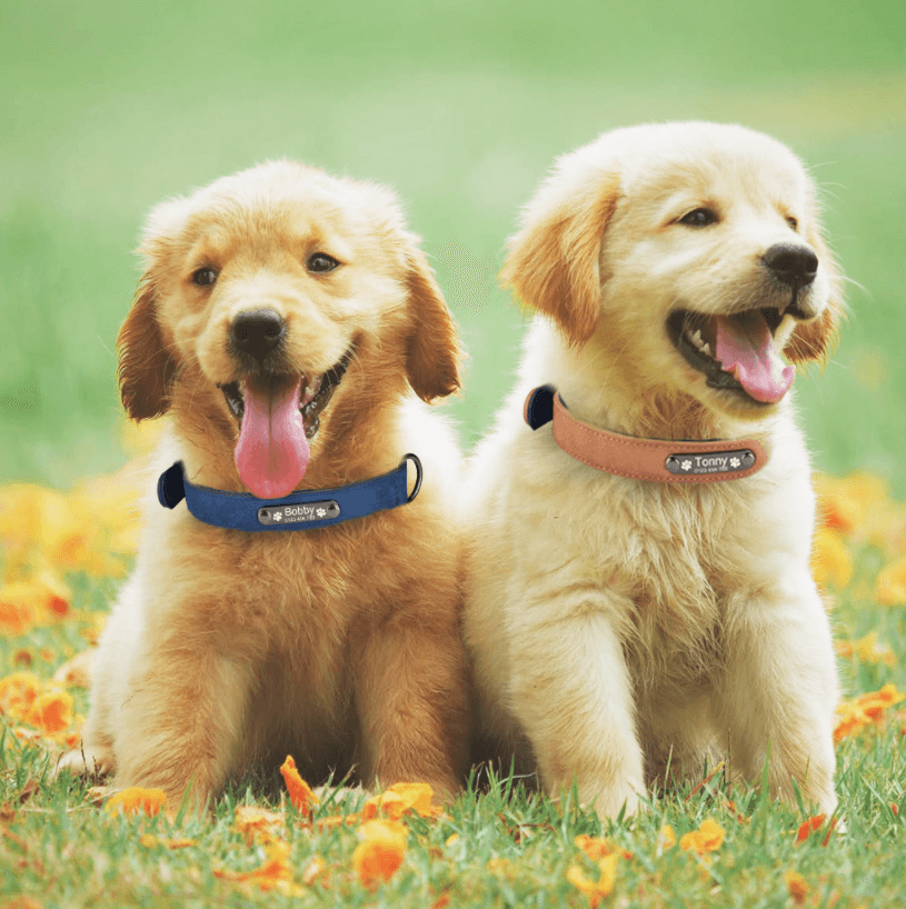 Gepersonaliseerd Honden Halsband