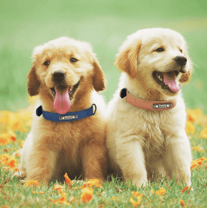 Gepersonaliseerd Honden Halsband