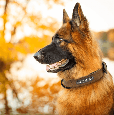 Gepersonaliseerd Honden Halsband