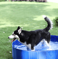 Opvouwbaar bad voor huisdieren