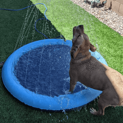 Hond Spetter Sprinkler Pad