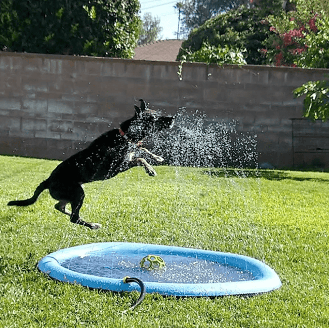 Hond Spetter Sprinkler Pad
