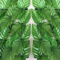 Artificial Wall Plants™